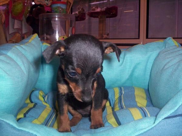 Pinscher Miniatura. doberman en miniatura