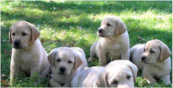 Preciosas camadas de golden y labrador retriever