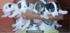 Vendo cachorros bull terrier, hembra o macho - mejor precio | unprecio.es