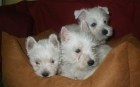 West Higland terrier, ¡maravillosos! - mejor precio | unprecio.es