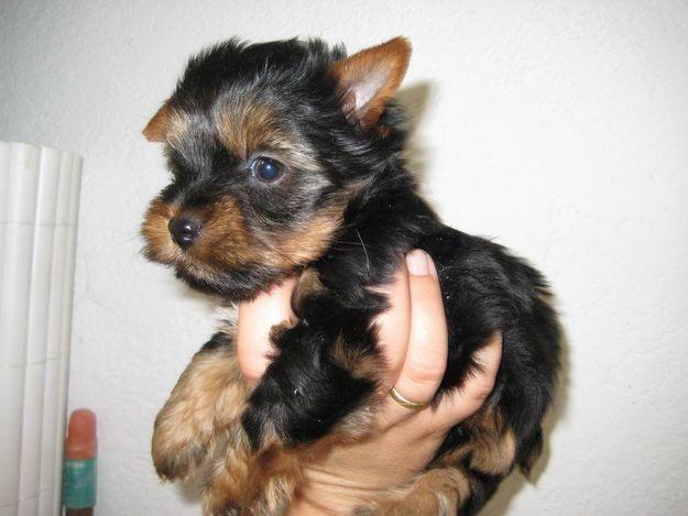 YORKSHIRES DE CARAMELO, TE ENCANTARAN  600€ CON PEDIGREE INCLUIDO EN EL PRECIO