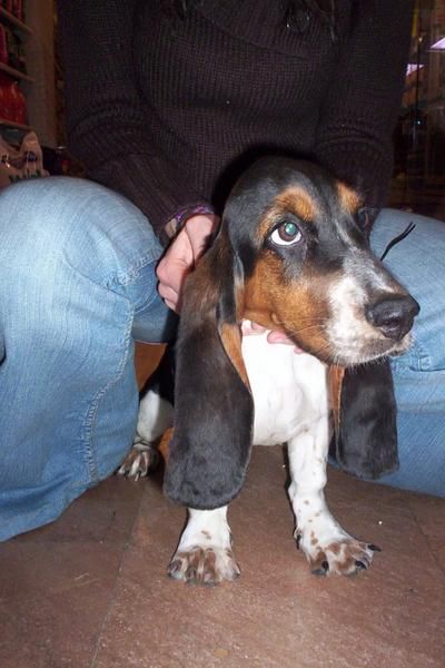 Basset Hound cachorros en venta