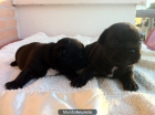 Bulldog Frances - Cachorros con Pedegree - mejor precio | unprecio.es