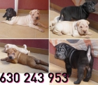 cachorros de sharpei muy bonitos 450 - mejor precio | unprecio.es