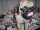 CARLINO O PUG, perros, cachorros, criadero, venta. Raza muy antigua - mejor precio | unprecio.es