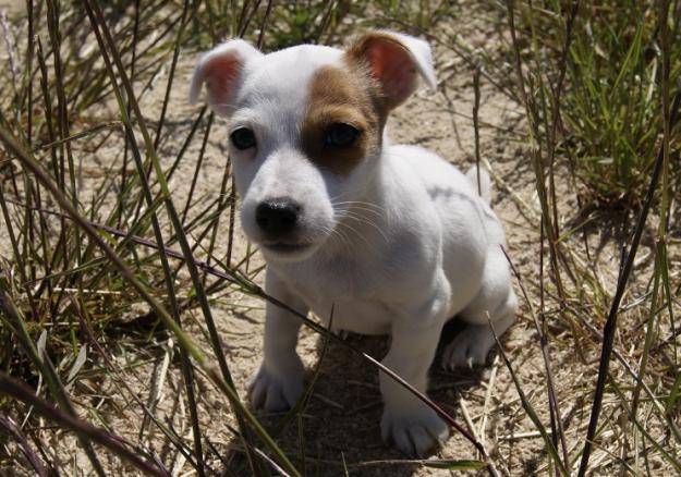 Jack Russell Camada de dos meses