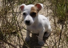 Jack Russell Camada de dos meses - mejor precio | unprecio.es