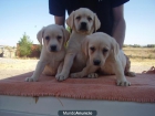 labradores retriever amarillos . - mejor precio | unprecio.es