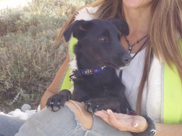 LE BUSCO FAMILIA A CACHORRITO 6 MESES