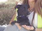 LE BUSCO FAMILIA A CACHORRITO 6 MESES - mejor precio | unprecio.es
