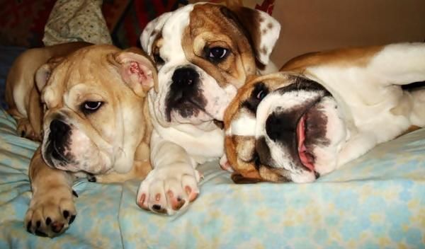 preciosos bulldog ingles