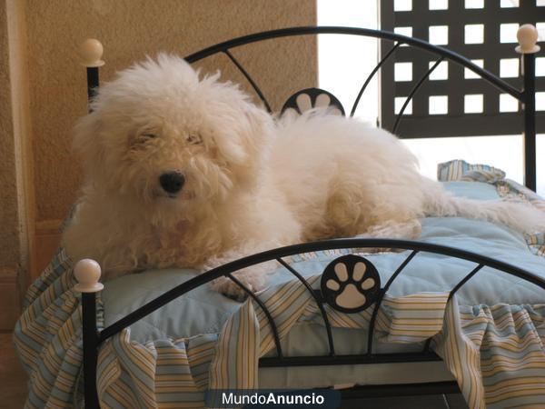 quiero vuscar una familia para un perrito