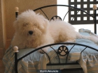 quiero vuscar una familia para un perrito - mejor precio | unprecio.es