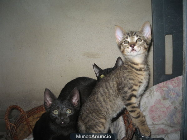 regalo gatitos! BCN
