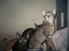 regalo gatitos! BCN - mejor precio | unprecio.es
