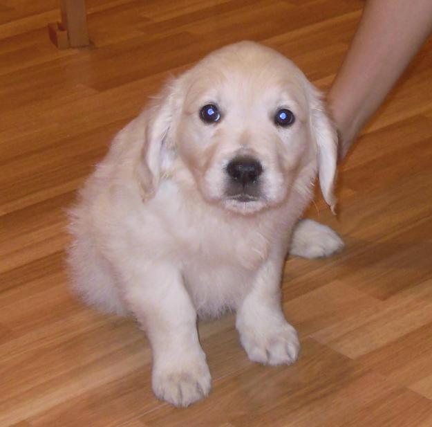 Venta de Golden Retriever