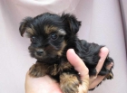 Yorkshire Terrier - mejor precio | unprecio.es