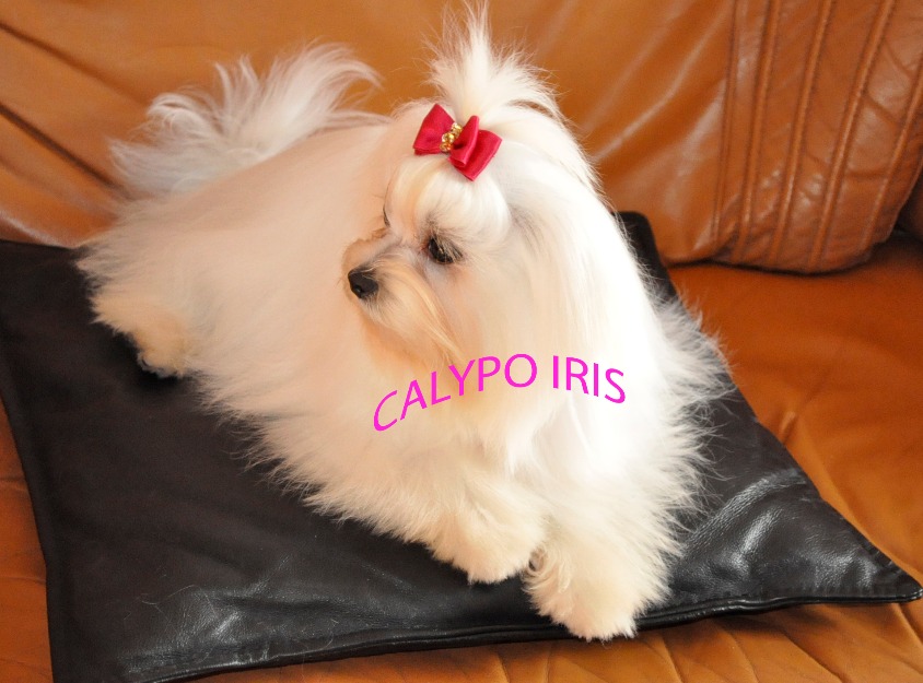 Bichon Maltés cara de muñecos