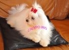 Bichon Maltés cara de muñecos - mejor precio | unprecio.es
