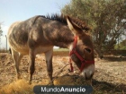 VENDO UN BURRO SUPER BARATO¡¡¡¡685998046¡¡ - mejor precio | unprecio.es