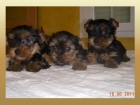 Cachorritas de yorkshire con excelente pedigree, tamaño estándar. Las perritas están criad - mejor precio | unprecio.es