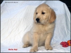 Cachorros Golden Retriever Ducado de Ohcan - mejor precio | unprecio.es