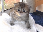 gatitos persas golden y chinchilla - mejor precio | unprecio.es