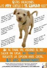 NO COMPRES ANIMALES, NO CRIES, ADOPTA Y SALVA VIDAS! / HAGO PAGINAS WEB ECONOMICAS! - mejor precio | unprecio.es