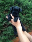 Schnauzer mini negros - mejor precio | unprecio.es