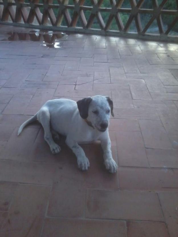 Kiko en adopción