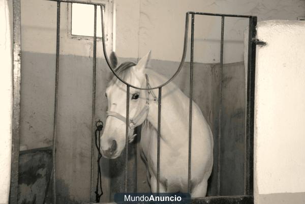 ALQUILO BOX  PARA CABALLOS