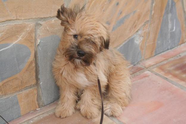 Cachorro cruce Perro de Aguas de 5 meses