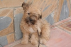 Cachorro cruce Perro de Aguas de 5 meses - mejor precio | unprecio.es