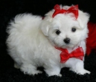 Cachorro de MALTESE hermoso y adorable para adopción. - mejor precio | unprecio.es