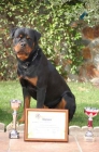 Cachorros rottweiler, Excelente camada - mejor precio | unprecio.es