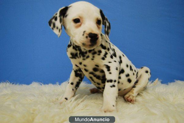 Dalmata cachorros con pedigree de raza y documentacion