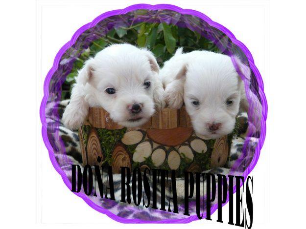 PRECIOSOS CACHORROS DE BICHON MALTES CON PEDIGRRE