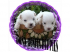 PRECIOSOS CACHORROS DE BICHON MALTES CON PEDIGRRE - mejor precio | unprecio.es