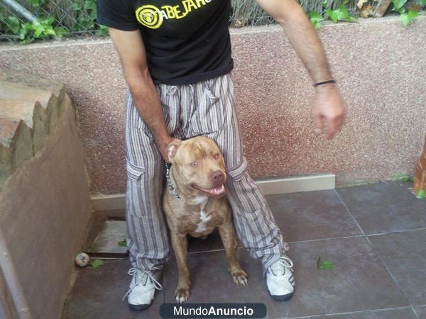 se ofrece macho pittbul para montas