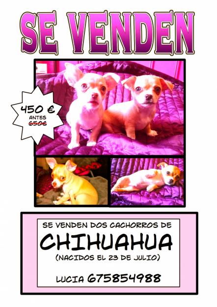 Cachorritos Chihuahua preciosos!