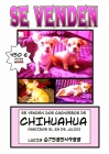 Cachorritos Chihuahua preciosos! - mejor precio | unprecio.es