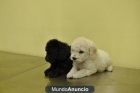 cachorros caniche - mejor precio | unprecio.es