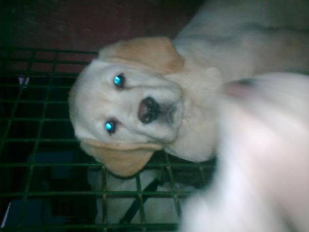 cachorros de labrador