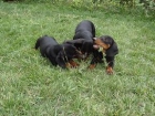 Cachorros teckel estandar pelo corto. - mejor precio | unprecio.es