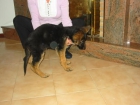 Pastores alemanes,cachorros,pedigree. - mejor precio | unprecio.es