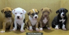 Pitbull 250 - mejor precio | unprecio.es