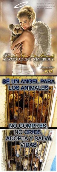 S.O.S. NO COMPRES ANIMALES, ADOPTA Y SALVA VIDAS / SATURACION EN PERRERAS Y REFUGIOS