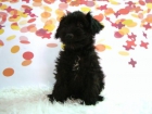 Schnauzer Miniatura en color negro (pedigree) - mejor precio | unprecio.es