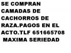 SE COMPRAN CAMADAS DE CACHORROS DE RAZA,PAGOS EN EL ACTO - mejor precio | unprecio.es