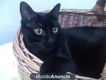 Se regala gato negro Sombra